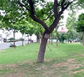 我家門前的那棵樹(shù)